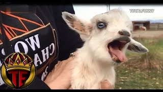 Videos Para Morirse De La Risa Cabras  Funny Videos Fails Compilation [upl. by Cavit]