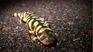 Metamorphosis Amphibian Nature Documentary [upl. by Lomasi]