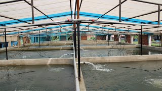 Recirculating Aquaculture System RAS Fish Farming [upl. by Attena]