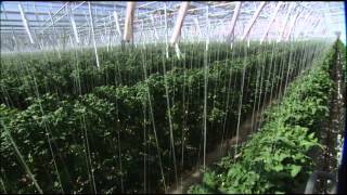 The Future of Farming Hydroponic Tomatoes  SoCal Connected  KCET [upl. by Prakash957]