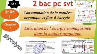 2Bac PCSVT U1CH 1EP1 libération de lénergie emmagasinée dans la matière organique glycolyse [upl. by Enixam]