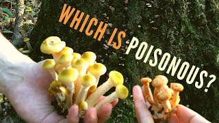 Poisonous Mushroom Identification for Beginners Jack O Lantern vs 6 Lookalikes [upl. by Pillow]