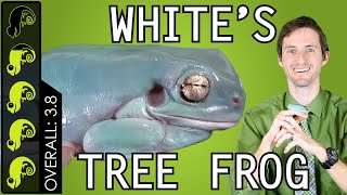 Whites Tree Frog The Best Pet Amphibian [upl. by Hidie829]