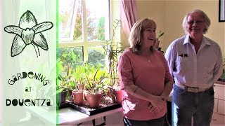 Cattleya Update With Rogers Orchids  discussing light amp indoor growing [upl. by Brandt]