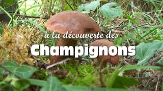 Les champignons comestibles [upl. by Ynetruoc710]