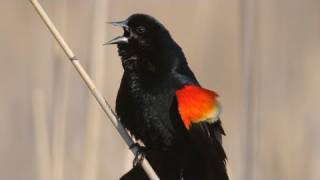 How Nature Works Redwinged Blackbird Display [upl. by Rekab]