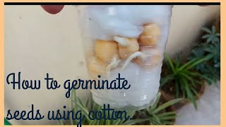 How to germinate seed using cotton balls  kids science activity [upl. by Almeeta]