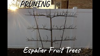 How to Prune Espalier Fruit Trees [upl. by Hortensia152]