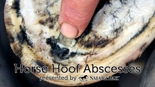 Horse Hoof Abscesses [upl. by Dnomaj]