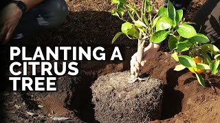 How to Plant Citrus Trees From Start to Finish COMPLETE GUIDE 🍊 [upl. by Rajiv]