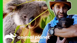 Learn More About Australia’s Marsupials  Animal Planet [upl. by Ecinej]