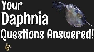 Daphnia Questions Answered [upl. by Attezi]