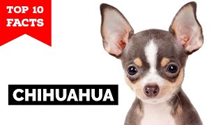 Chihuahua  Top 10 Facts [upl. by Aholah490]