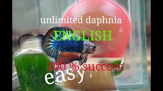 daphnia moina culture Easy way Unlimited production English  with sub Green water Chlorella [upl. by Heyman]