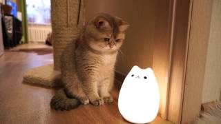 Cat Lamp amp Hosico [upl. by Jan180]