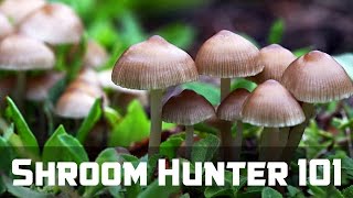 ShroomHunter 101 Identify Wild Magic Mushrooms Psilocybin [upl. by Brote97]