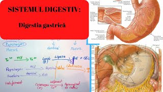 ADMITERE MEDICINA SISTEMUL DIGESTIV 2 Digestia gastrica [upl. by Tailor]