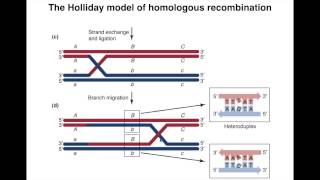 Homologous Recombination I [upl. by Kwang]