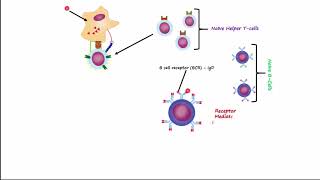 Adaptive Immunity Part 1  Humoral Immunity [upl. by Giovanni]