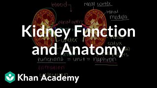 Chronic Kidney Disease Pathophysiology EASY  Full Nursing Lecture [upl. by Alic]