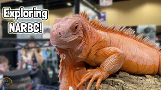 Attending NARBC in Tinley Park IL  AWESOME Reptiles EVERYWHERE [upl. by Aicemak]