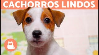 VÍDEOS DE CACHORROS FOFOS EM 4K por que tão lindos 😍 [upl. by Tremayne]