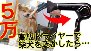 【検証】5万の高級ドライヤーで柴犬を乾かしてみた結果… [upl. by Goran]