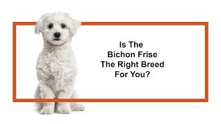 Everything you need to know about Bichon Frise puppies 2019 [upl. by Rieth864]