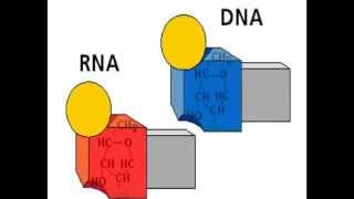 Структура РНК и ДНК [upl. by Iadrahs]
