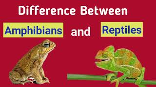 Difference between Amphibians and Reptiles [upl. by Mazur]