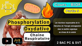 les réactions responsables de la libération de lénergie  Partie 5  2BAC Phosphorylation Oxydative [upl. by Akin]