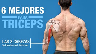 Los 6 MEJORES Ejercicios para TRICEPS ¡Basado en la Anatomía [upl. by Khichabia2]