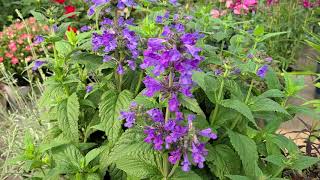 Nepeta Neptune Catmint  Exciting New Colorful COMPACT amp Easy to Grow Perennial [upl. by Natalie330]