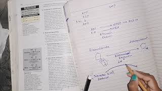 Deoxyribonucleotide synthesis nucleotideMetabolism biochemistry [upl. by Notnarb]