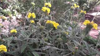 Phlomis Fruticosa in Graces Garden [upl. by Mariano690]