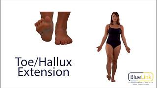 ToeHallux Flexion Extension [upl. by Estas]