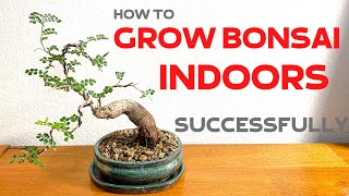 How to grow Bonsai trees indoors successfully [upl. by Nedroj]