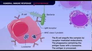 The Humoral Immune Response [upl. by Niobe]