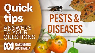 Pests diseases  Your questions  Our answers  Gardening Australia [upl. by Oab]