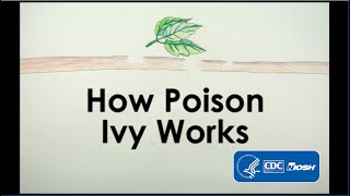 How Poison Ivy Works [upl. by Corey]