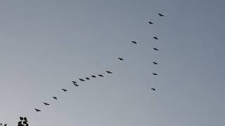 Canada Geese flock flying overhead [upl. by Remle]