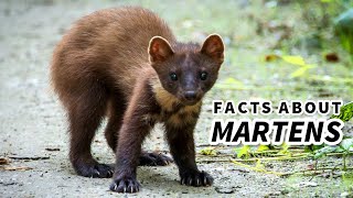 Marten Facts CUTE but DEADLY  Animal Fact Files [upl. by Hanni]