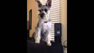 Miniature Schnauzer Barking [upl. by Samira]