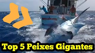 Top 5 Maiores Peixes Já Pescados no Mar e Filmados [upl. by Atlee]