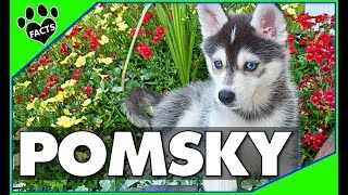 Pomeranian Husky Dogs 101  The Pomsky [upl. by Sherourd577]