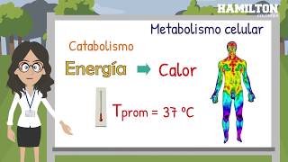 Metabolismo celular [upl. by Keram131]