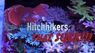 Top 5 Pests in Reef Aquariums [upl. by Nile138]