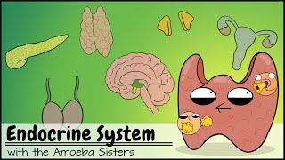 Endocrine System [upl. by Solracsiul]