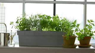 Kitchen Windowsill Herbs  Martha Stewart [upl. by Aihcila572]