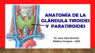 🥇 ANATOMÍA DE LA GLÁNDULA TIROIDES Y PARATIROIDES Fácil Rápida y Sencilla [upl. by Corabelle]